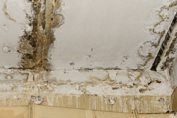 Best Water damage restoration cost  in Web, AL